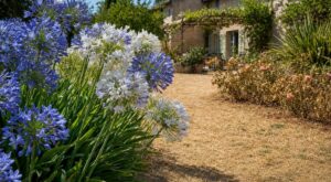 Canicule : cette plante de jardin sec reste en fleurs quand tout votre extérieur est déjà grillé