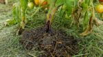 Canicule : j’ai paillé mes tomates avec de la tonte fraîche, 3 jours après j’ai compris cette erreur fatale