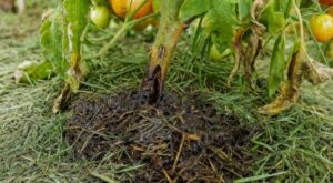 Canicule : j’ai paillé mes tomates avec de la tonte fraîche, 3 jours après j’ai compris cette erreur fatale