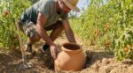 Canicule : les maraîchers du sud misent sur ce vieux pot en terre cuite qui remplace l’oya à 30 € sans gaspiller d&rsquo;eau