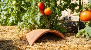 Canicule : mon voisin met toujours ce drôle d&rsquo;objet au pied de ses tomates, ça change tout et je l’ignorais