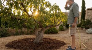 Canicule : ne faites surtout plus cette erreur d’arrosage avec votre figuier, elle ruine toutes vos figues