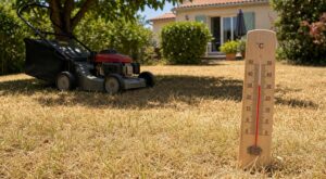 Canicule : ne tondez plus votre pelouse quand il fait plus de 30 °C, cette erreur la condamne pour tout l’été