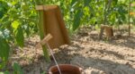 Canicule : pourquoi les bons jardiniers arrêtent d’inonder leurs tomates et clipsent ce petit accessoire en bois