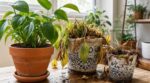 Ce choix de pot ruine vos plantes d’intérieur : ne faites plus cette erreur qui les condamne à mourir