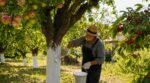 Ce geste oublié des anciens sur le tronc évite brûlures et parasites à vos arbres fruitiers en pleine canicule