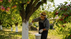 Ce geste oublié des anciens sur le tronc évite brûlures et parasites à vos arbres fruitiers en pleine canicule