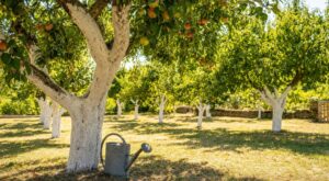 Ce geste simple et oublié protège vos arbres fruitiers des canicules et évite des récoltes gâchées