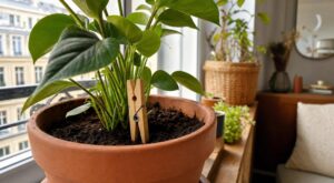 Ce simple accessoire en bois de votre buanderie remplace des capteurs à 25 € et évite le sur-arrosage fatal