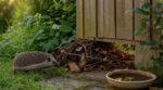 Ce simple passage secret dans votre jardin peut attirer un hérisson chez vous sans jamais le mettre en danger