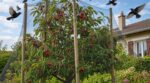 Ces oiseaux vidaient mon cerisier en 2 jours : ce geste anticipé a sauvé 90 % de mes cerises mûres