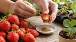 Ces petits points jaunes sur ce fruit d’été à ne plus jeter transforment une simple barquette en dizaines de plants