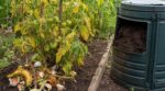 Cette astuce jardinage vue sur Instagram a tué mes tomates : ne refaites jamais ce geste avec vos épluchures