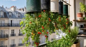 Cette astuce méconnue pour cultiver des tomates en hauteur sur un petit balcon évite bien des soucis de mildiou