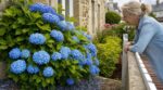 Cette pierre naturelle à enfouir au pied de vos hortensias les change en bleus profonds et rendra vos voisins jaloux