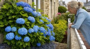 Cette pierre naturelle à enfouir au pied de vos hortensias les change en bleus profonds et rendra vos voisins jaloux