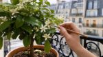 Citronnier en pot qui fleurit mais ne donne jamais de fruits : ce signal discret vous alerte sur ce qui lui manque