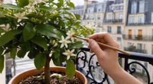 Citronnier en pot qui fleurit mais ne donne jamais de fruits : ce signal discret vous alerte sur ce qui lui manque