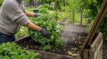 Compost qui ne mûrit jamais : cette mauvaise herbe que tous les jardiniers arrachent vous fait gagner 6 mois