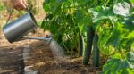 Concombres amers en plein été : cette erreur d’arrosage que presque tous les jardiniers font ruine vos récoltes