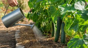 Concombres amers en plein été : cette erreur d'arrosage que presque tous les jardiniers font ruine vos récoltes