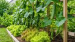Concombres au potager : cette technique verticale à faire avant le 20 juin pour gagner jusqu&rsquo;à 75 % de place