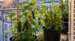 Concombres en pot sur balcon : cette erreur ruine tout, ces variétés changent la récolte tout l’été