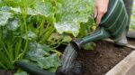 Courgettes : ce feutrage blanc le soir n’est pas du calcaire, faites plutôt ce geste simple dès le matin