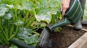 Courgettes : ce feutrage blanc le soir n’est pas du calcaire, faites plutôt ce geste simple dès le matin