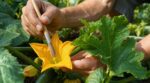 Courgettes couvertes de fleurs mais sans fruits : ce geste du matin que presque aucun jardinier ne fait cet été