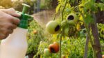 Cul noir sur vos tomates : ne jetez plus ce déchet de cuisine, il stoppe le fléau en 7 jours seulement