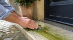 En juin, les anciens frottaient le seuil avec cette plante du jardin pour bloquer l’invasion de fourmis et cafards