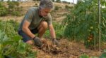 «Étale au moins 7 cm» : cette couverture végétale au potager lui évite presque d&rsquo;arroser, la plupart se trompent encore