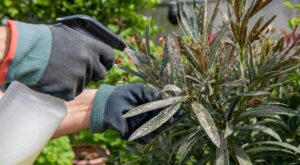 Feuilles grises sur votre laurier-rose : ce geste en 7 jours peut encore le sauver avant l’été, mais il faut agir vite