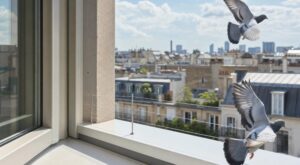 Fientes de pigeons sur le rebord de fenêtre : ce geste à faire dès aujourd’hui vous évite des heures de nettoyage ingrat