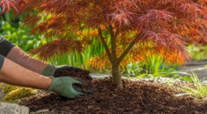 Fin juin : ce geste naturel à faire sans attendre sur vos érables japonais pour éviter les feuilles brûlées tout l&rsquo;été