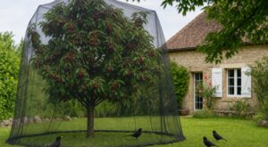 Fini le vieux CD dans le cerisier : ce filet qu&rsquo;accrochent les arboriculteurs en 2026 sauve toute la récolte des merles