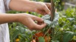 Fini les pieds de tomates couchés : ce simple accessoire de salle de bain évite casse et mildiou cet été