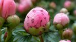 Fourmis sur vos pivoines : cette erreur de printemps qui détruit sans le savoir une précieuse protection naturelle