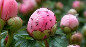 Fourmis sur vos pivoines : cette erreur de printemps qui détruit sans le savoir une précieuse protection naturelle