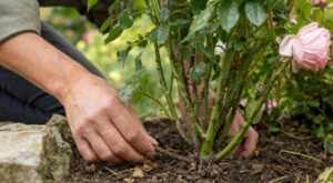 Fourmis sur vos rosiers : ce minuscule détail au pied de la plante ruine tous vos traitements anti-pucerons