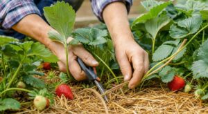 Fraisiers : ce geste simple dès les premières fraises rouges, que beaucoup oublient, prolonge vos récoltes jusqu’en août