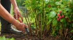 Framboisiers : ce geste de 5 minutes après la dernière récolte peut vous donner deux fois plus de framboises en août