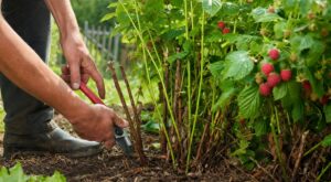 Framboisiers : ce geste de 5 minutes après la dernière récolte peut vous donner deux fois plus de framboises en août
