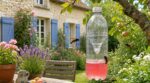 Frelon asiatique : ce faux cocktail rose de nos grands-parents revient en 2026, mais mal utilisé il fait pire que mieux