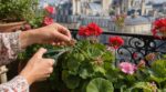 Géraniums : « coupe-les là, pas ailleurs » : la technique d’une fleuriste qui a doublé mes fleurs cet été
