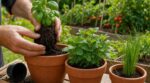 Herbes du supermarché : si vous ne faites pas ce geste au retour des courses, vous perdez 60 € au potager
