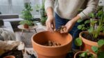 Hiver : ce petit accessoire de vos bouteilles à glisser dans les pots avant que vos plantes ne jaunissent