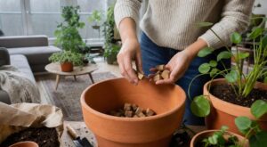 Hiver : ce petit accessoire de vos bouteilles à glisser dans les pots avant que vos plantes ne jaunissent