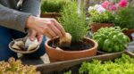 J’ai arrêté de jeter ce déchet du petit-déjeuner : mes plantes explosent, je n’achète plus d’engrais au jardin